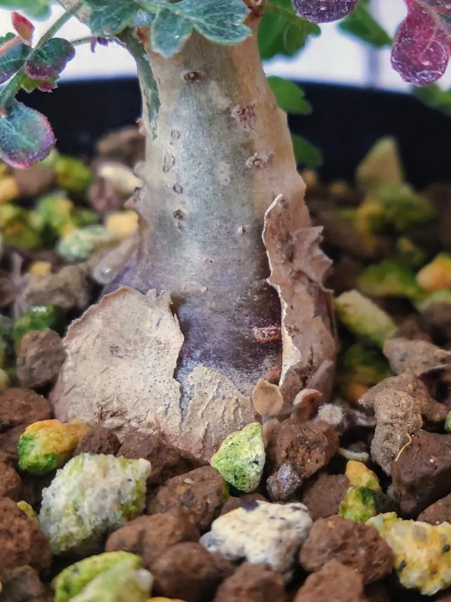 わさわさしてきた、実生の象の木（パキコルムス・ディスカラー