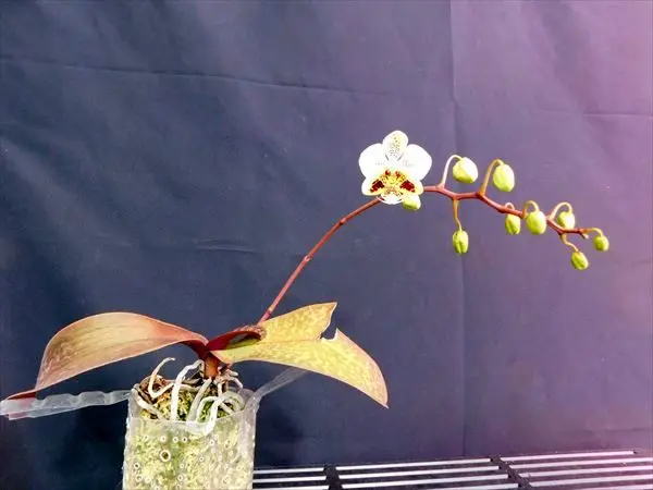 胡蝶蘭原種 スチュアーチアナ開花｜園芸日記byネカタ｜みんなの趣味の