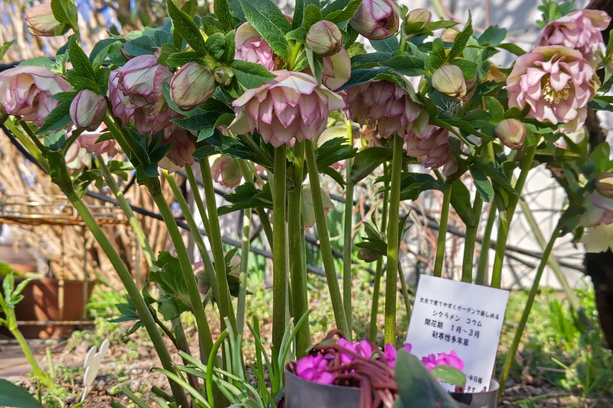 クリスマスローズ 2025.200 開花株 クリスマスローズ2025.47 開花株