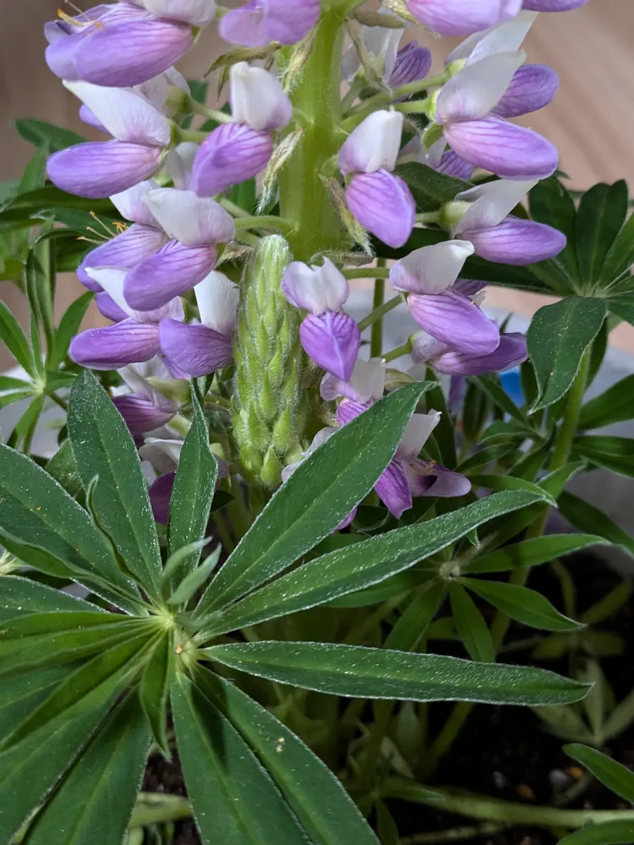 買ってしまった｜園芸日記byひなのん｜みんなの趣味の園芸｜1298188