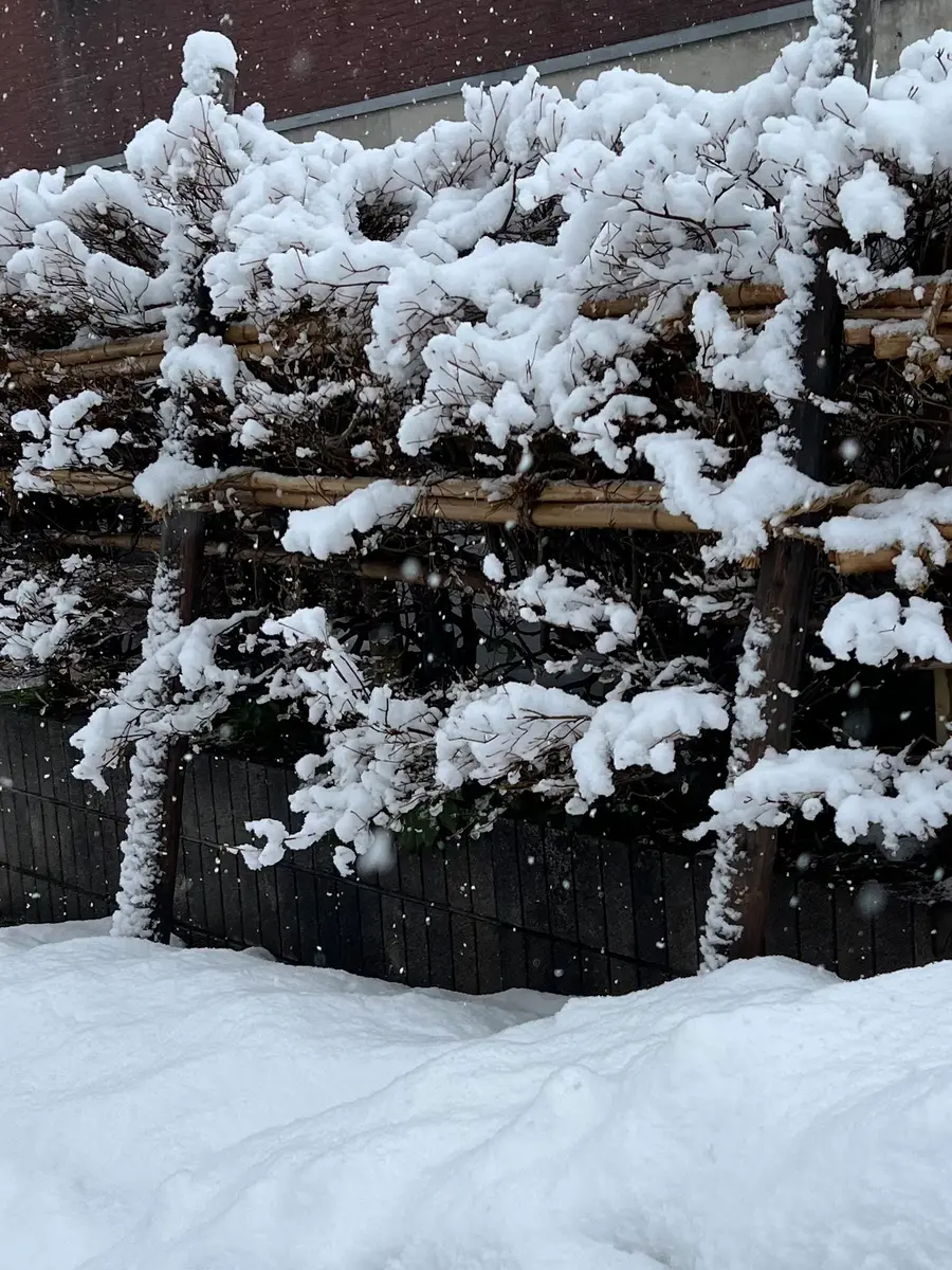 🎶ゆっき❄️でした｜園芸日記byスノーダンプ｜みんなの趣味の