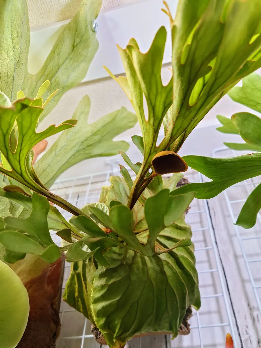 胞子嚢がついてくれたか？！ビカクシダ・リドレイさん。｜園芸日記