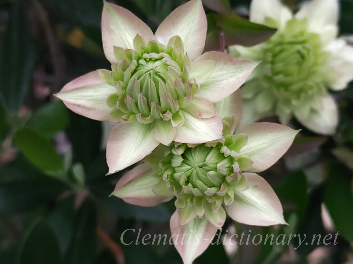 クレマチスの白万重 桃万重？｜園芸日記by院長｜みんなの趣味の園芸