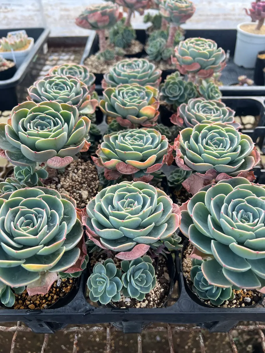 多肉植物　七福神 多肉植物七福神｜園芸日記byタニクレーン｜みんなの趣味の園芸