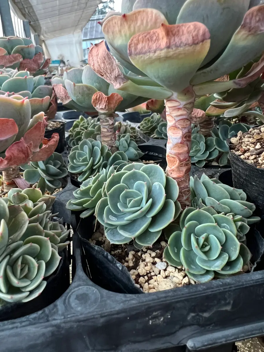 多肉植物七福神｜園芸日記byタニクレーン｜みんなの趣味の園芸
