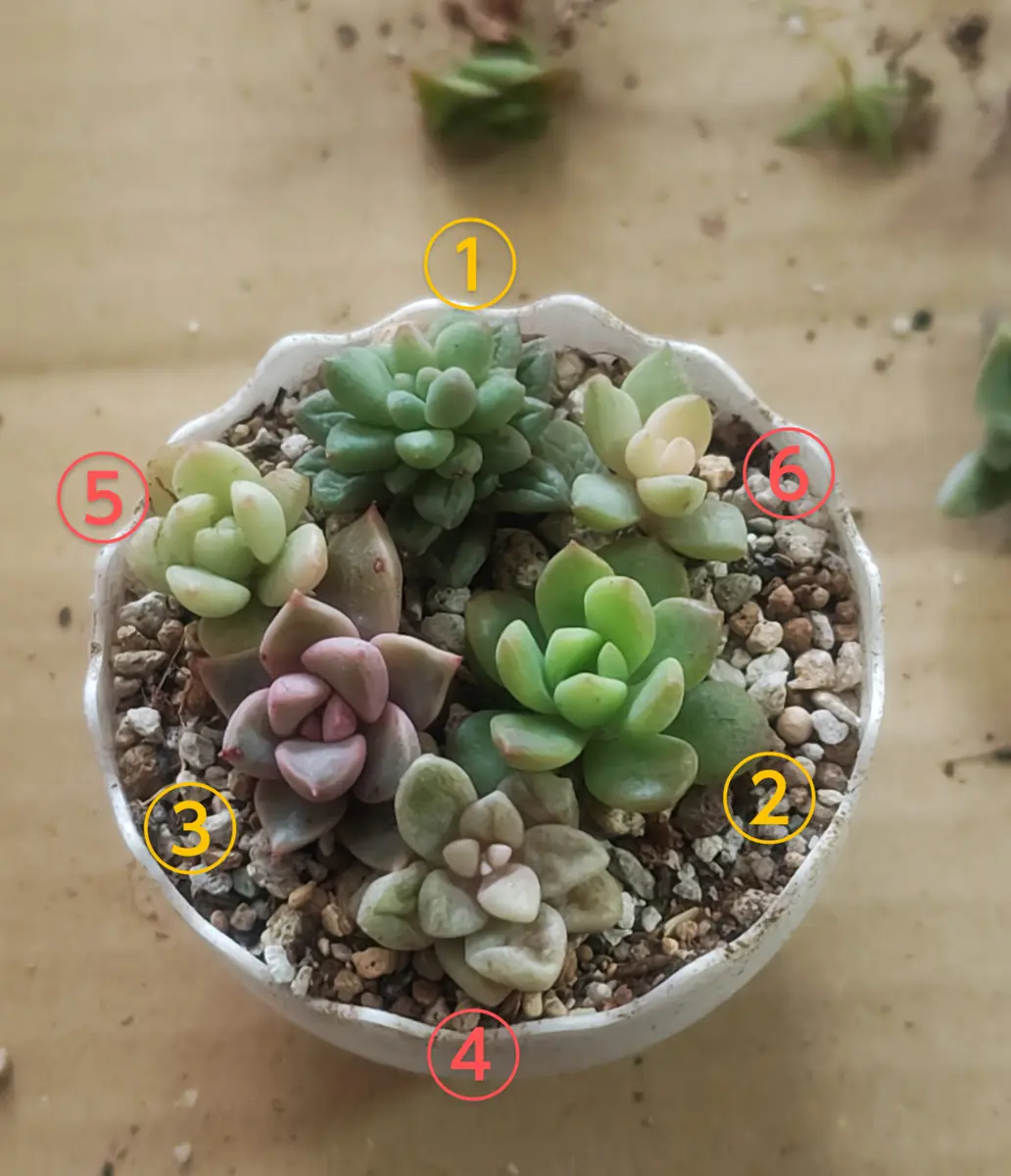 3月5日は啓蟄🐸｜園芸日記bywhitebear｜みんなの趣味の園芸｜1298909
