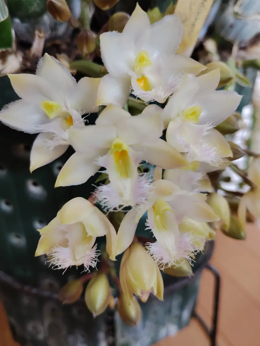 タケノコ蘭が咲き始めました🌼｜園芸日記by塔ノ岳｜みんなの趣味の園芸