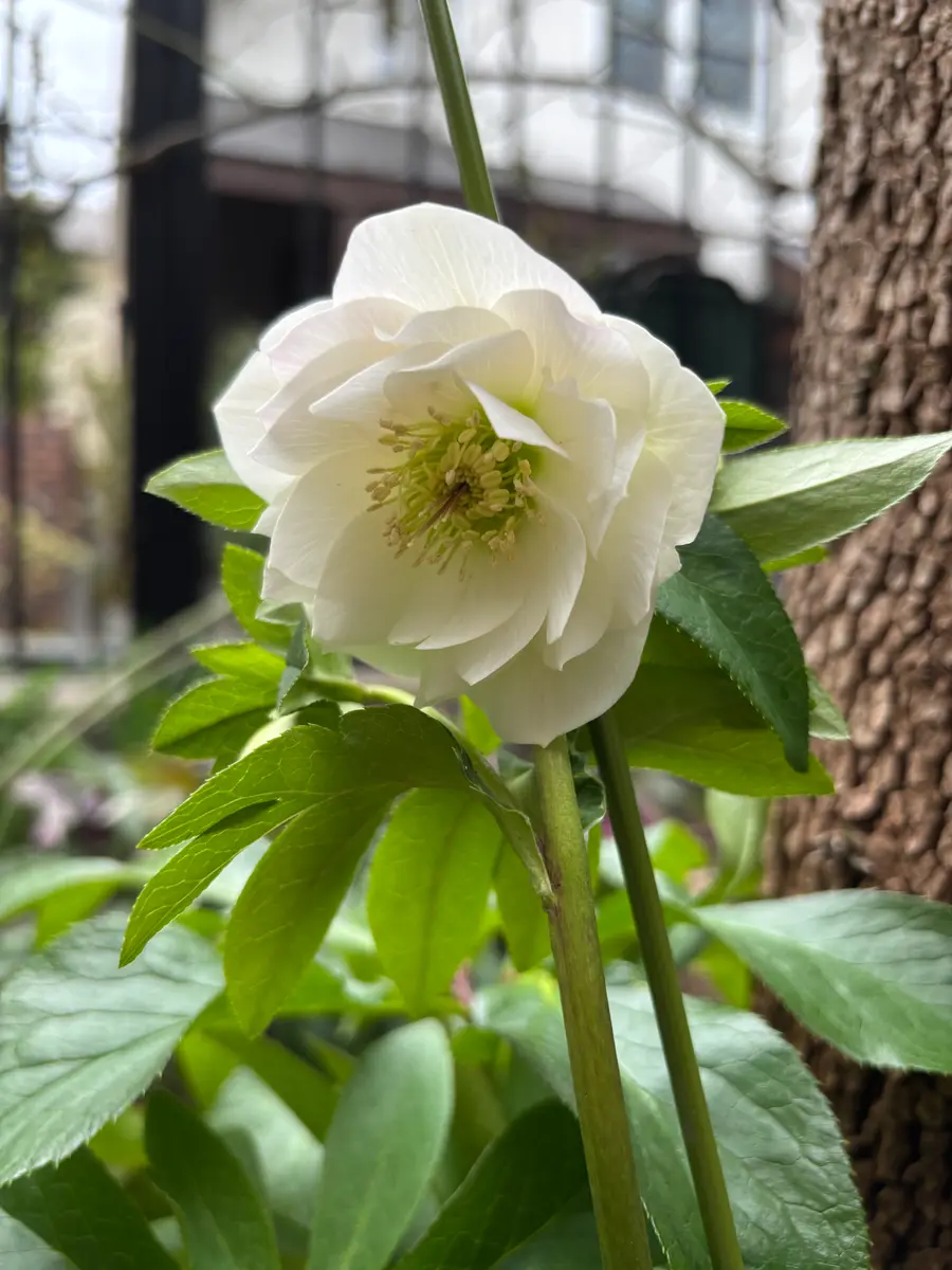 クリスマスローズトルカータスセルビアオーレア交配アトロ大木ナーサリー