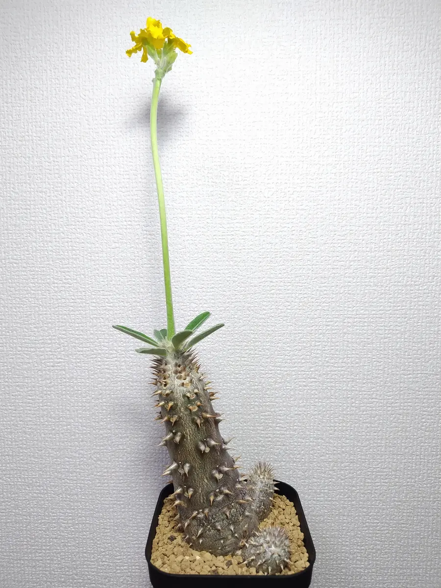 デンシフローラムの花おしまい｜園芸日記byまんどれいく｜みんなの趣味