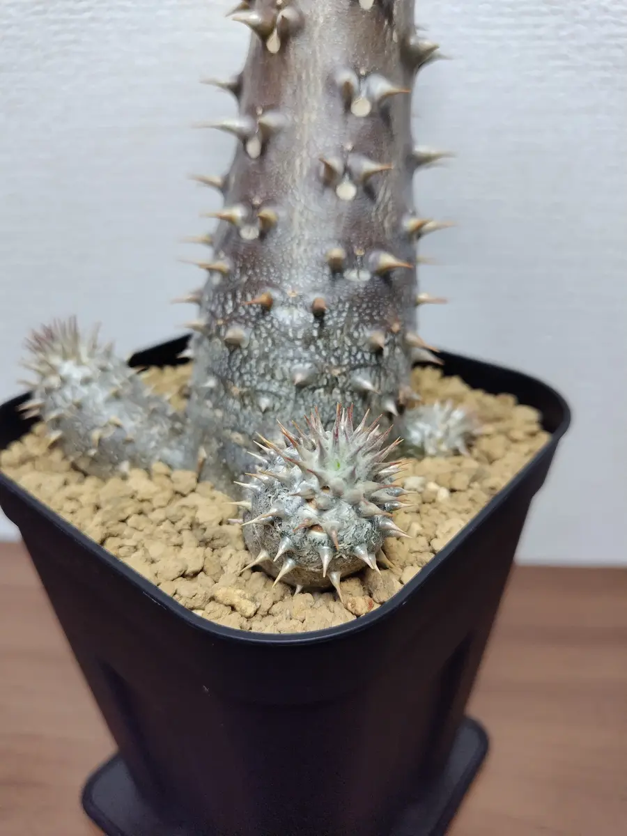 デンシフローラムの花おしまい｜園芸日記byまんどれいく｜みんなの趣味