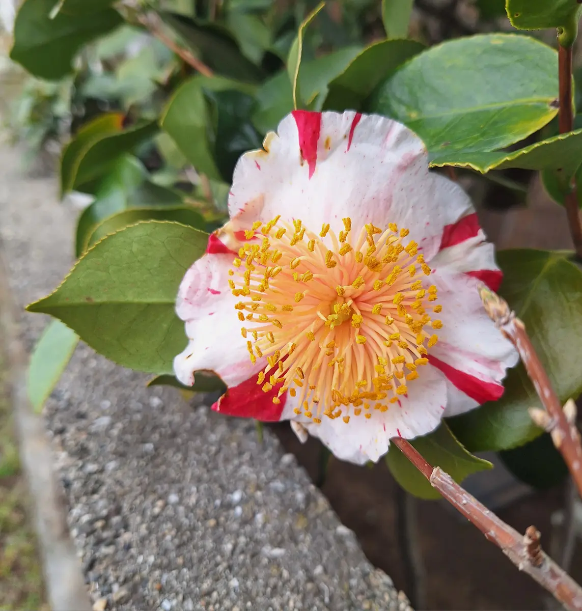 肥後椿。｜園芸日記bycoron｜みんなの趣味の園芸｜1299276