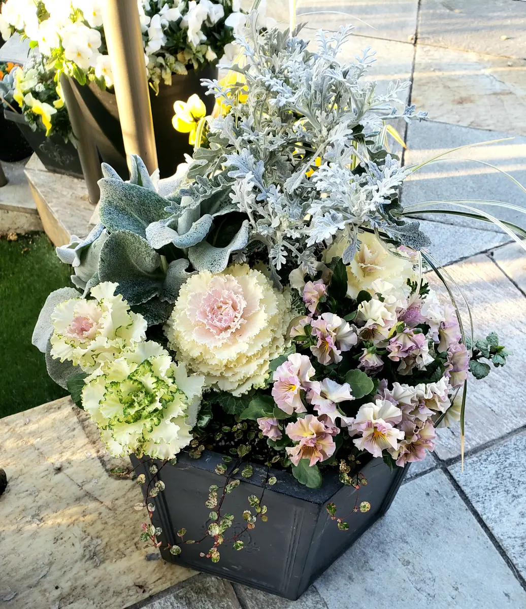 寄せ植え　花 ラペ2ページ 寄せ植えいろいろ😊｜園芸日記byみどりガーデン｜みんなの趣味の