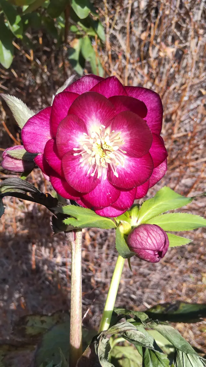 キラメキ⭐︎多弁レッド×キラメキ⭐︎赤しべ☆クリスマスローズ苗