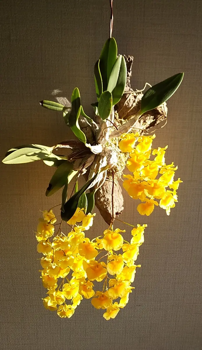 リンドレイが満開になりました。｜園芸日記byユミ猫｜みんなの趣味の