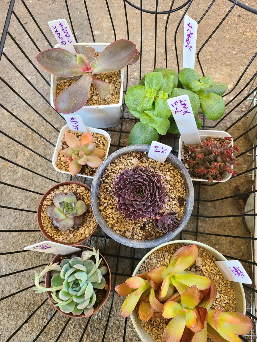 多肉植え替え٩(｡˃ᵕ˂)وｲｪｰｨ♪｜園芸日記byチワワのばあちゃん