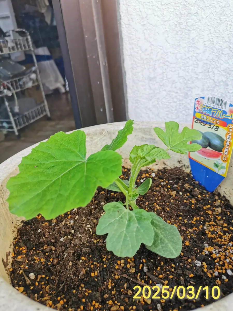 スイカ台木カボチャの葉の処理｜園芸日記byjin0046｜みんなの趣味の