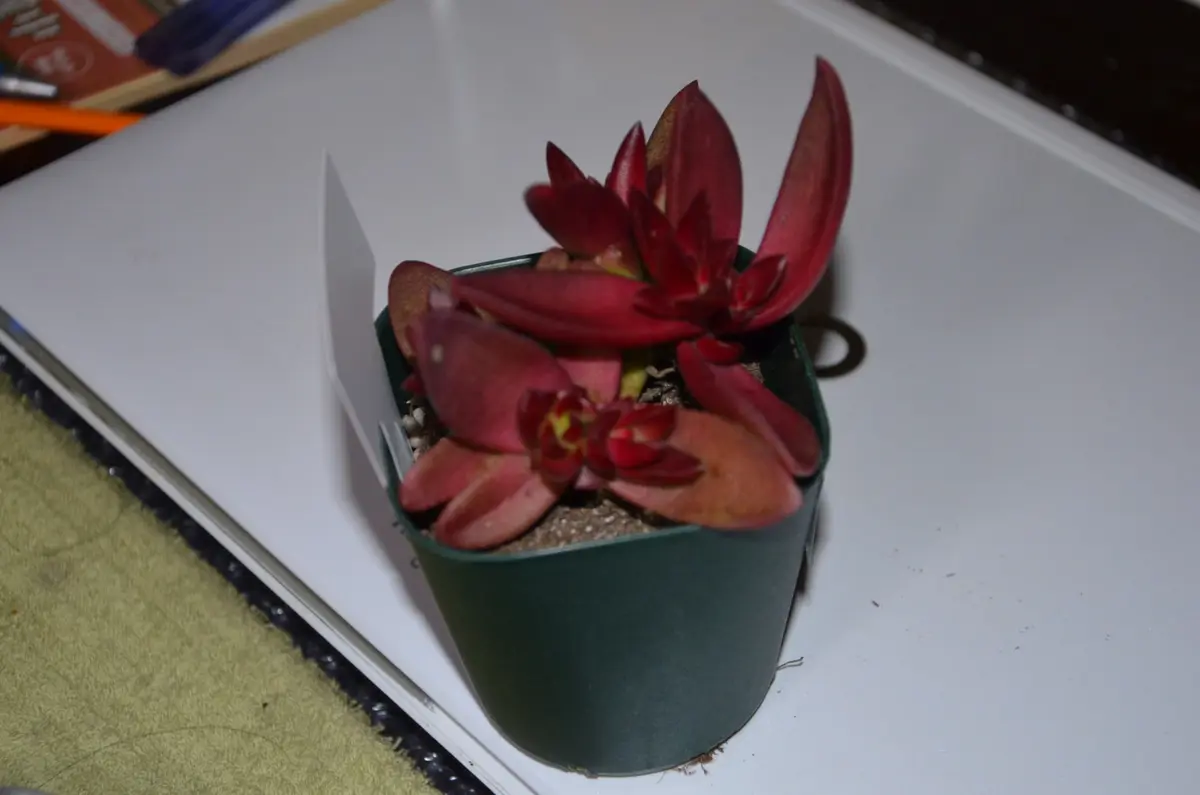 赤鬼城 クラッスラ 多肉植物｜園芸日記by赤いハナミズキ｜みんなの趣味