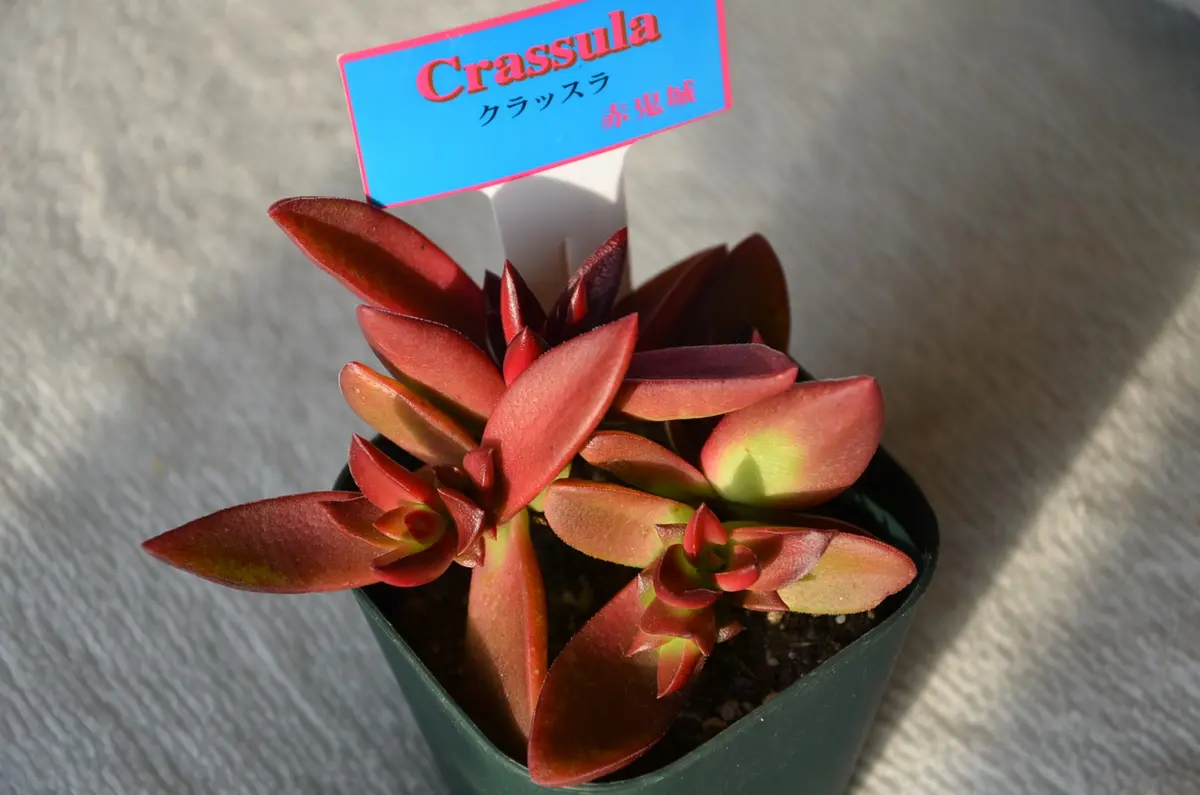 多肉植物　寄せ植え　クラッスラ　赤鬼城？　カット苗　箱いっぱい‼️ 赤鬼城 クラッスラ 多肉植物｜園芸日記by赤いハナミズキ｜みんなの趣味