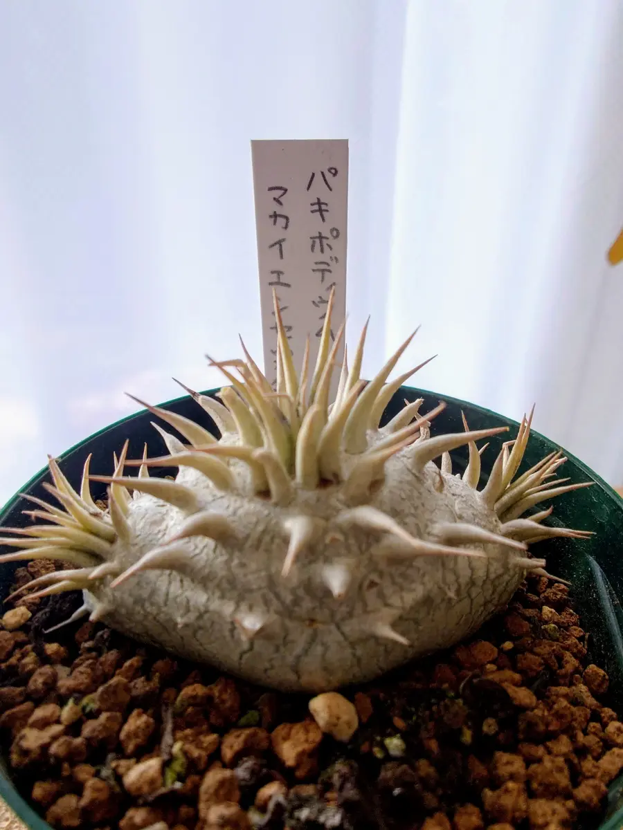 うちに来て2周年！パキポディウム・マカイエンセさん。｜園芸日記