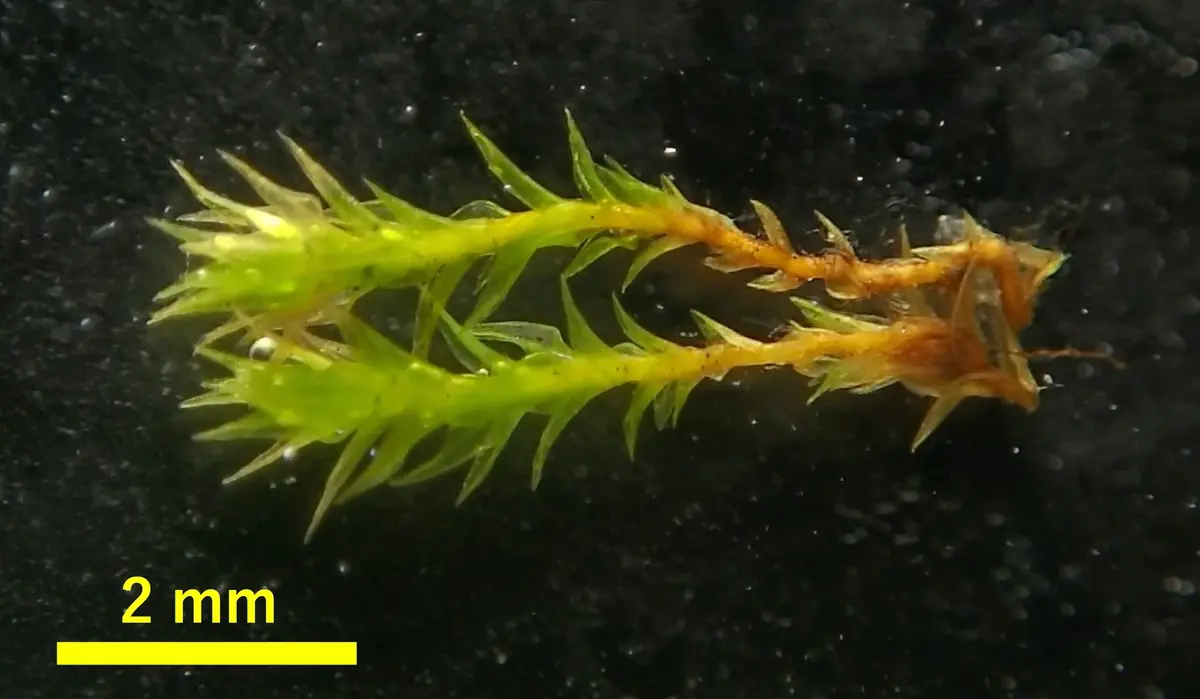 ホソウリゴケじゃなかった！？ご報告とお詫び｜園芸日記byマルバ