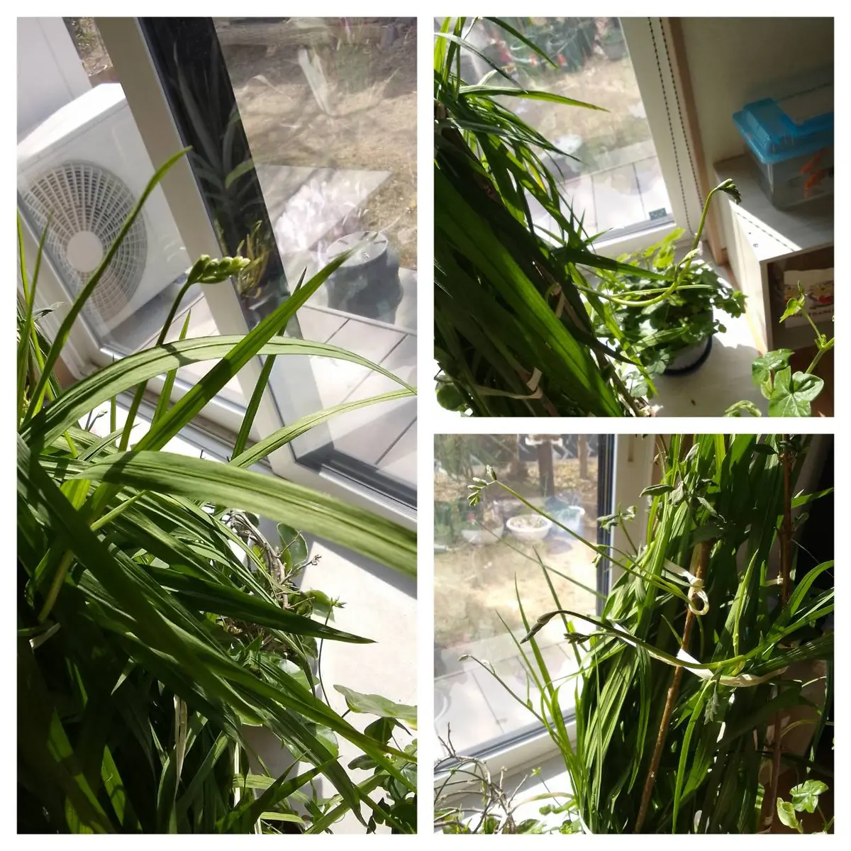 中のお花達(*^^*)｜園芸日記byカシワバアジサイ｜みんなの趣味の