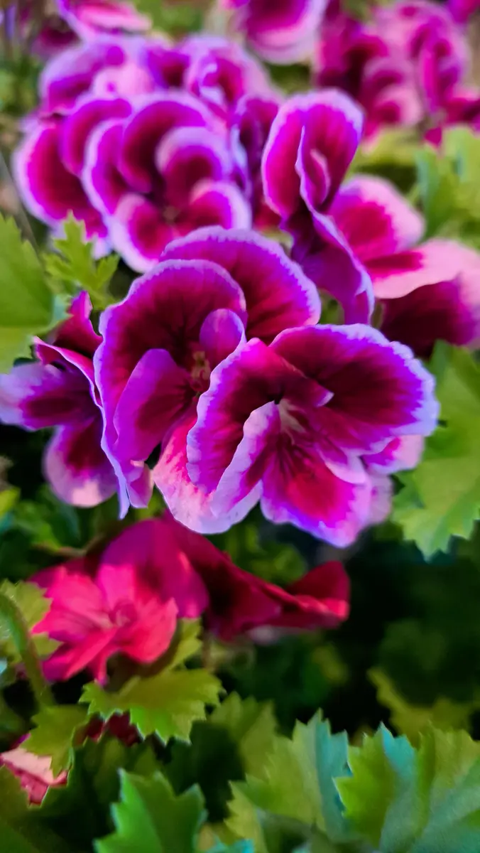 ペラルゴニューム｜園芸日記by金子 明人｜みんなの趣味の園芸｜1301220