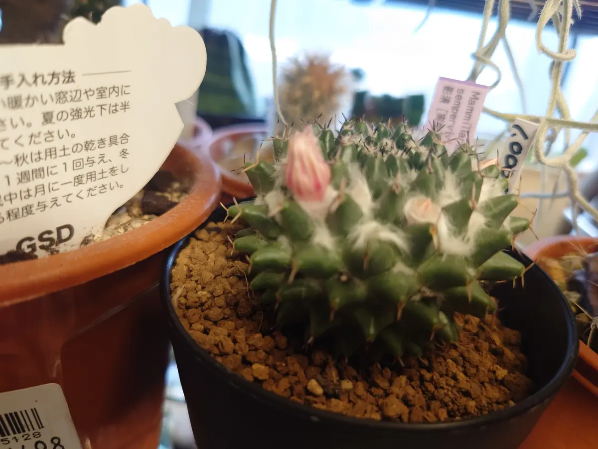 サボテンの花(⁠✿⁠^⁠‿⁠^⁠)｜園芸日記bymeme1969｜みんなの趣味の