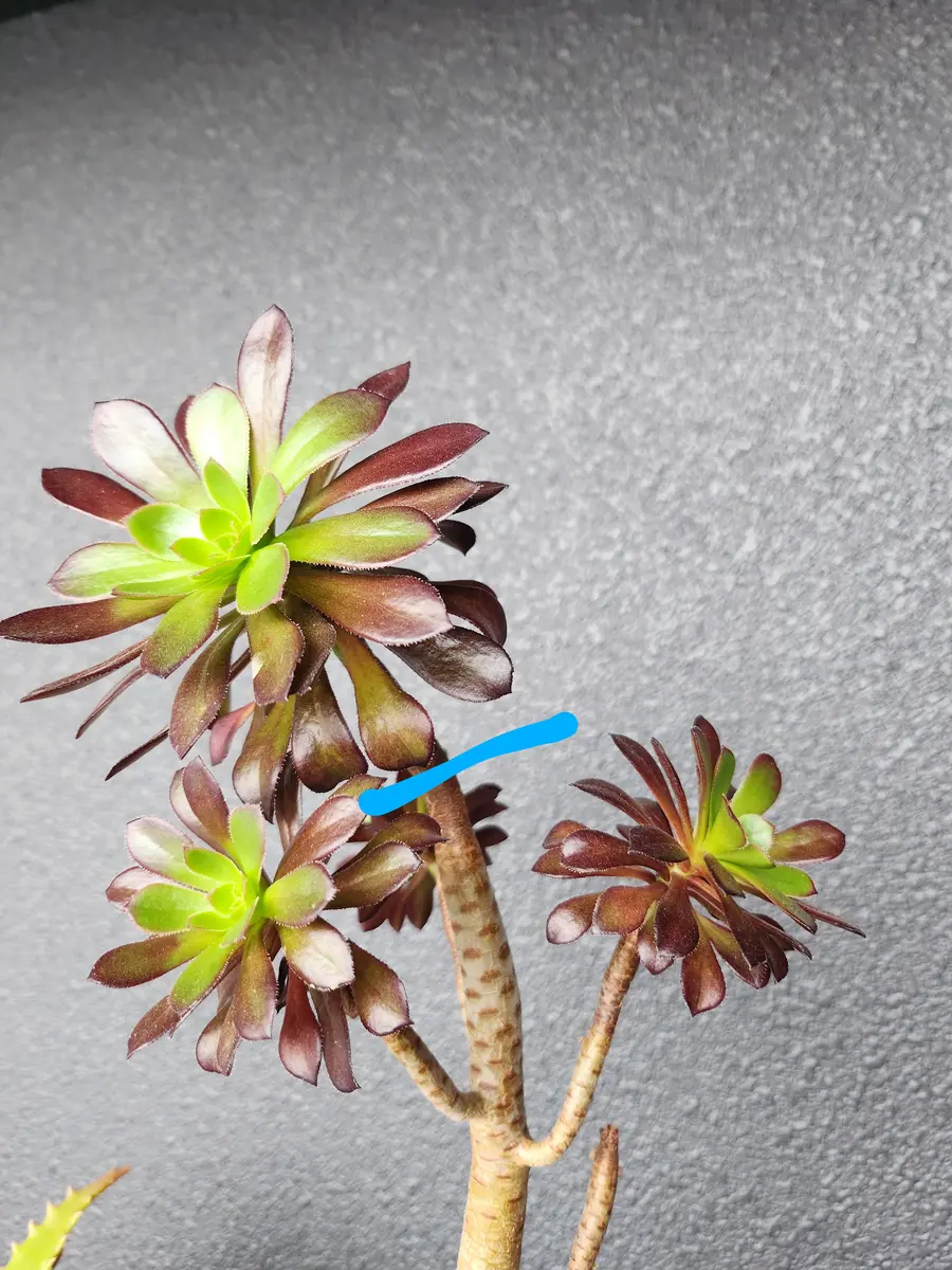 アエオニウムカット。結局あまり植え替えは進まず…｜園芸日記by律九