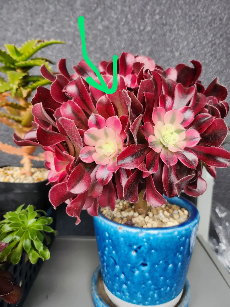 アエオニウムカット。結局あまり植え替えは進まず…｜園芸日記by律九
