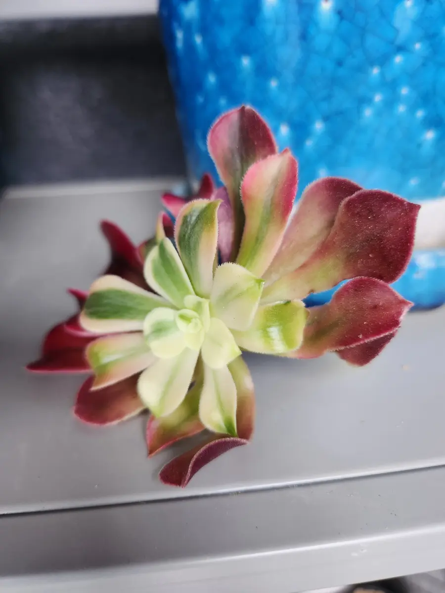 アエオニウムカット。結局あまり植え替えは進まず…｜園芸日記by律九