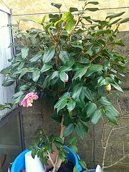 いつになったら、【七変化の花が咲くのか」・・・期待する椿『七曜変化