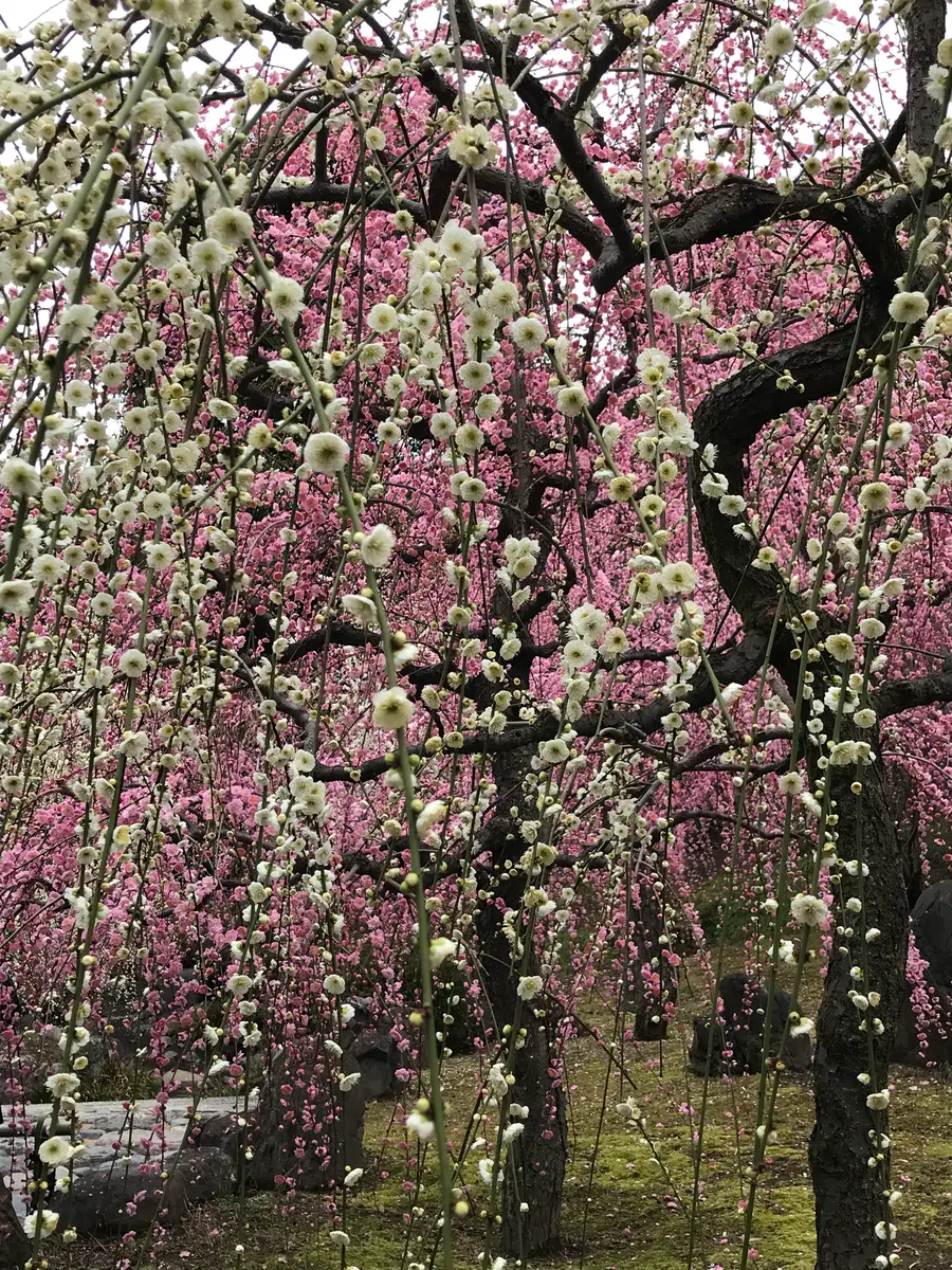 ご確認用です 楠山公園の白とピンクの梅の苗木 織り込ん