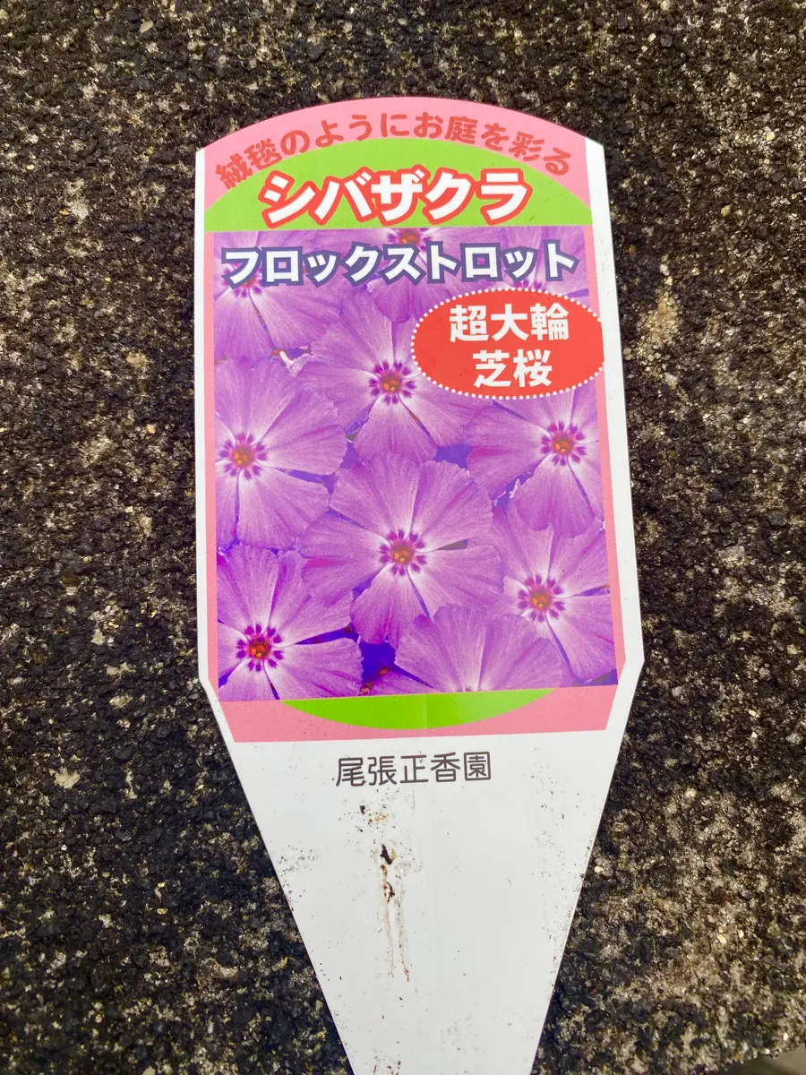え？フロックス⁉️😳｜園芸日記byミャーママ｜みんなの趣味の園芸｜1301676
