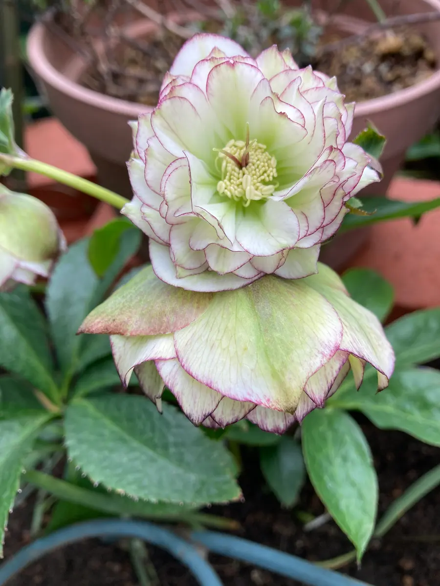 クリスマスローズ｜園芸日記byくーちゃん｜みんなの趣味の園芸｜1302250