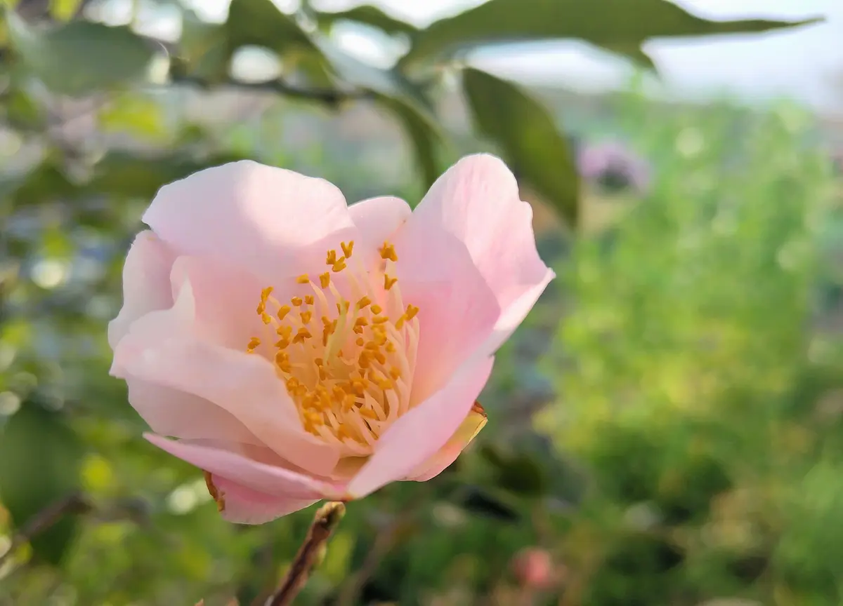 ピンクの椿、侘助｜園芸日記byjictenko｜みんなの趣味の園芸｜1302314
