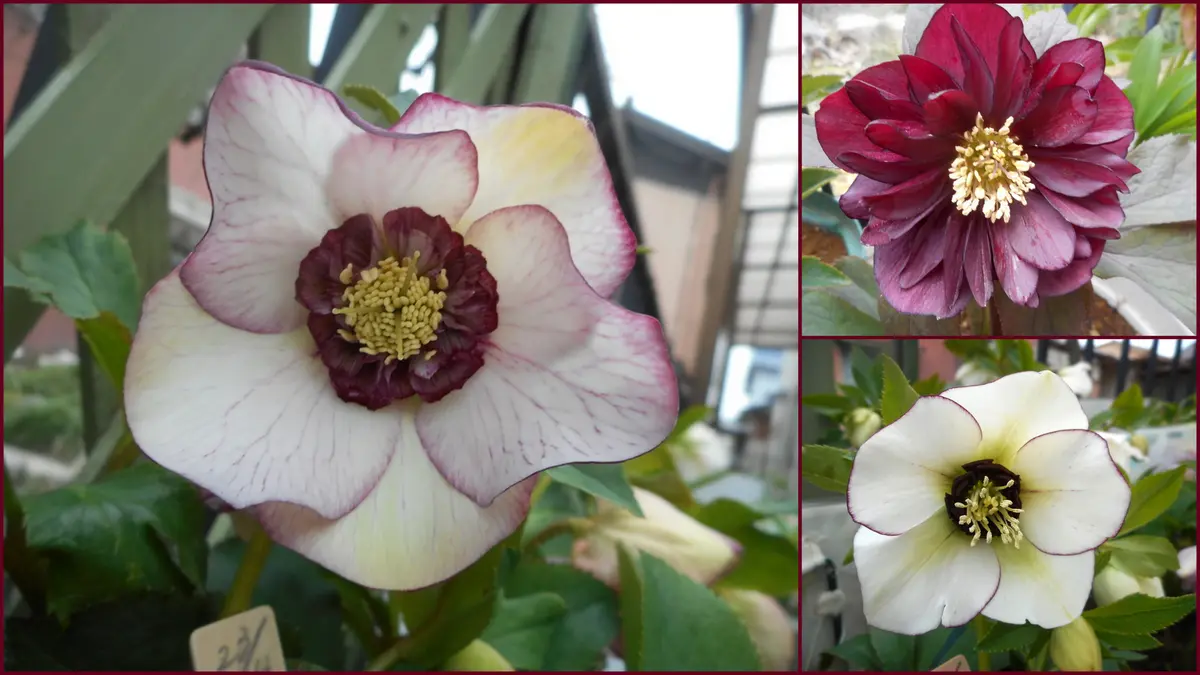 本日のスペシャル❣️【❤️まん丸SDに色抜けピコティ❤️】 259クリスマスローズ 本日のスペシャル❣️【❤️まん丸SDに色抜けピコティ❤️】 259