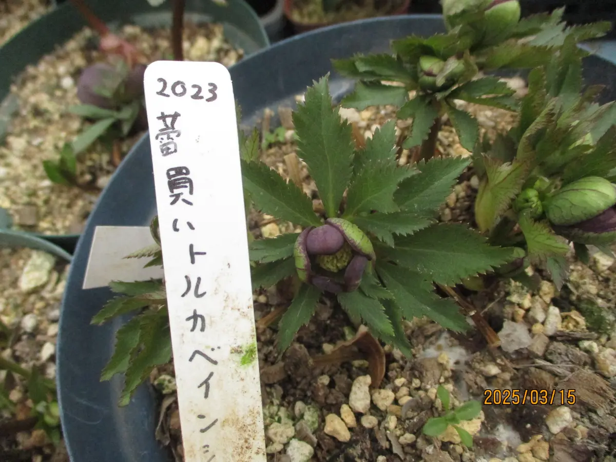 トルカータスベイン｜園芸日記byみゆき｜みんなの趣味の園芸｜1302629