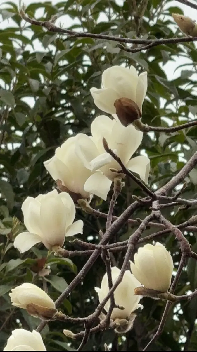 白玉木蓮　トキワレンゲ　植木 白玉木蓮 トキワレンゲ 植木 トキワレンゲ 白玉木蓮 植木 トキワレンゲ