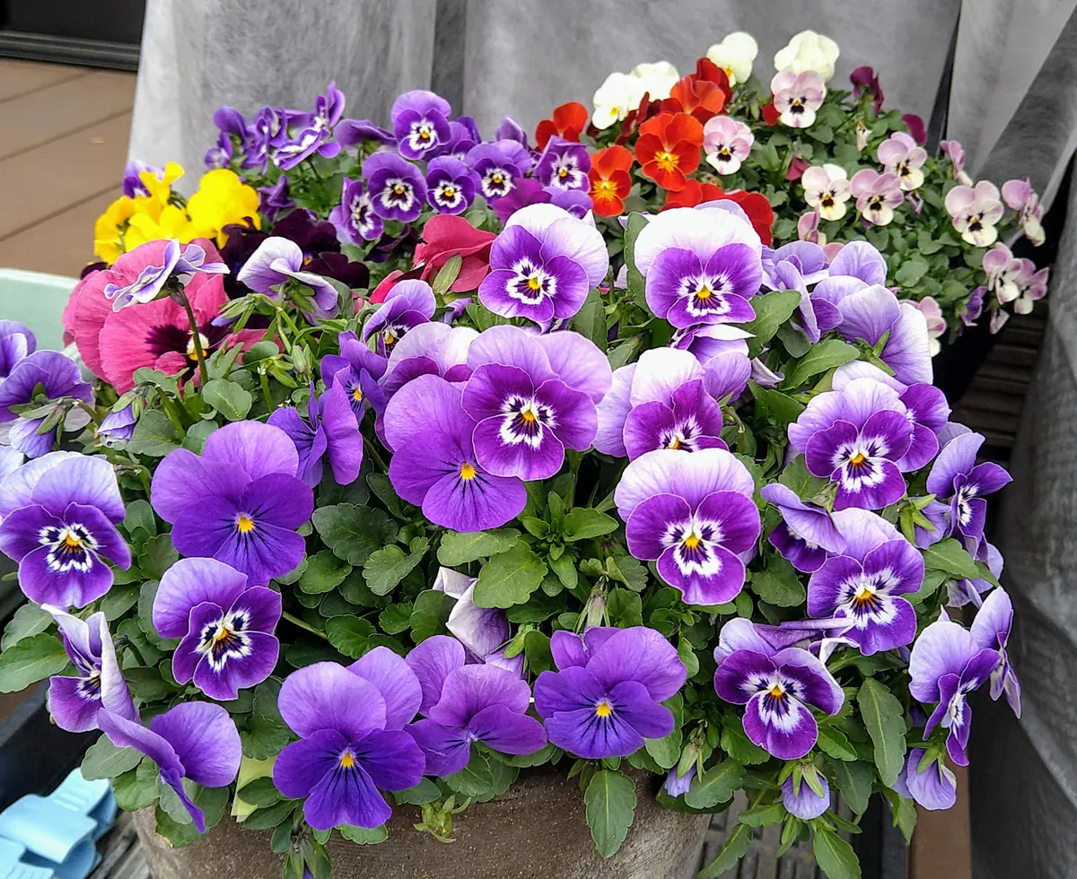 寄植え クリスマスにもぴったり!冬の寄せ植え｜ valor-navi バローナビ