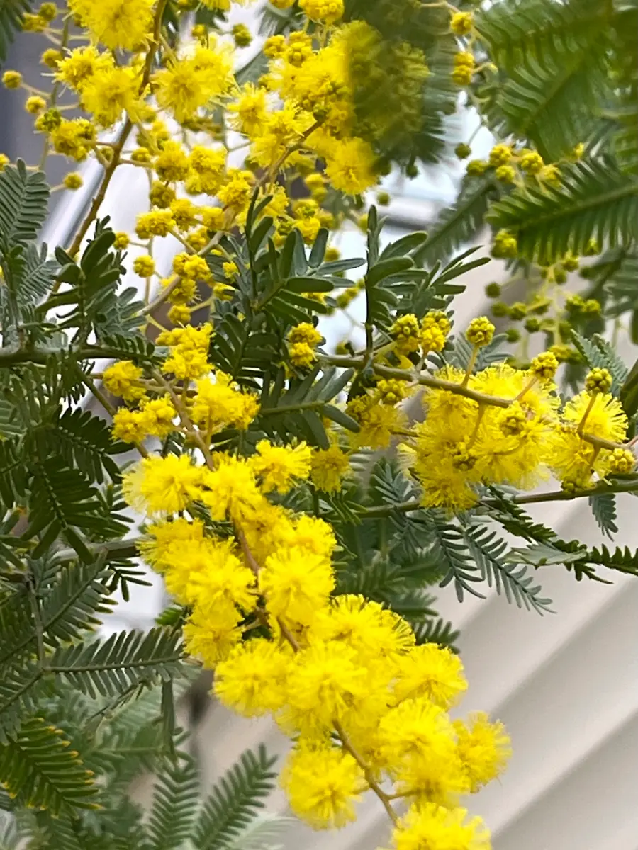 2024年ミモザの開花で2023年ミモザの剪定から学んだこと - 庭と家