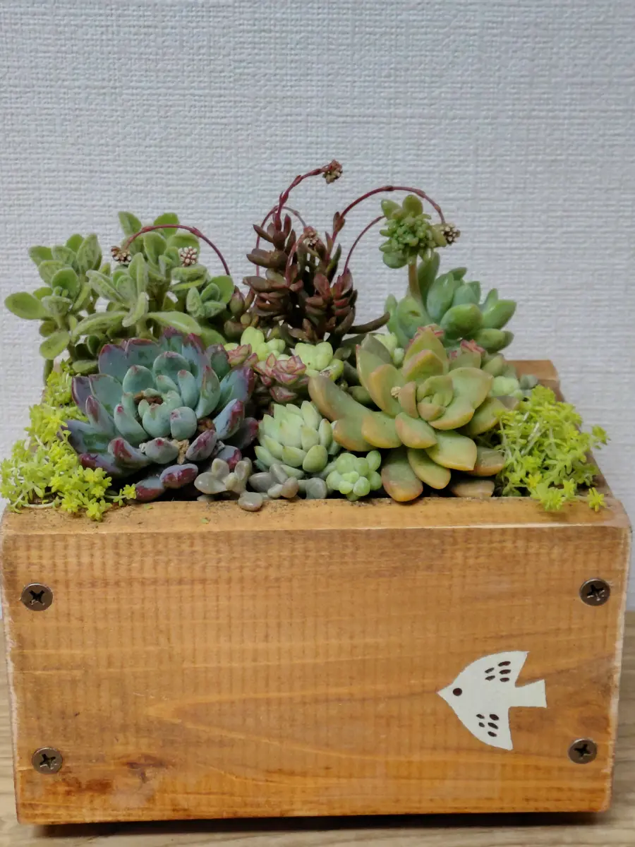 Hiromi様確認用キリン多肉植物 Hiromi様確認用キリン多肉植物