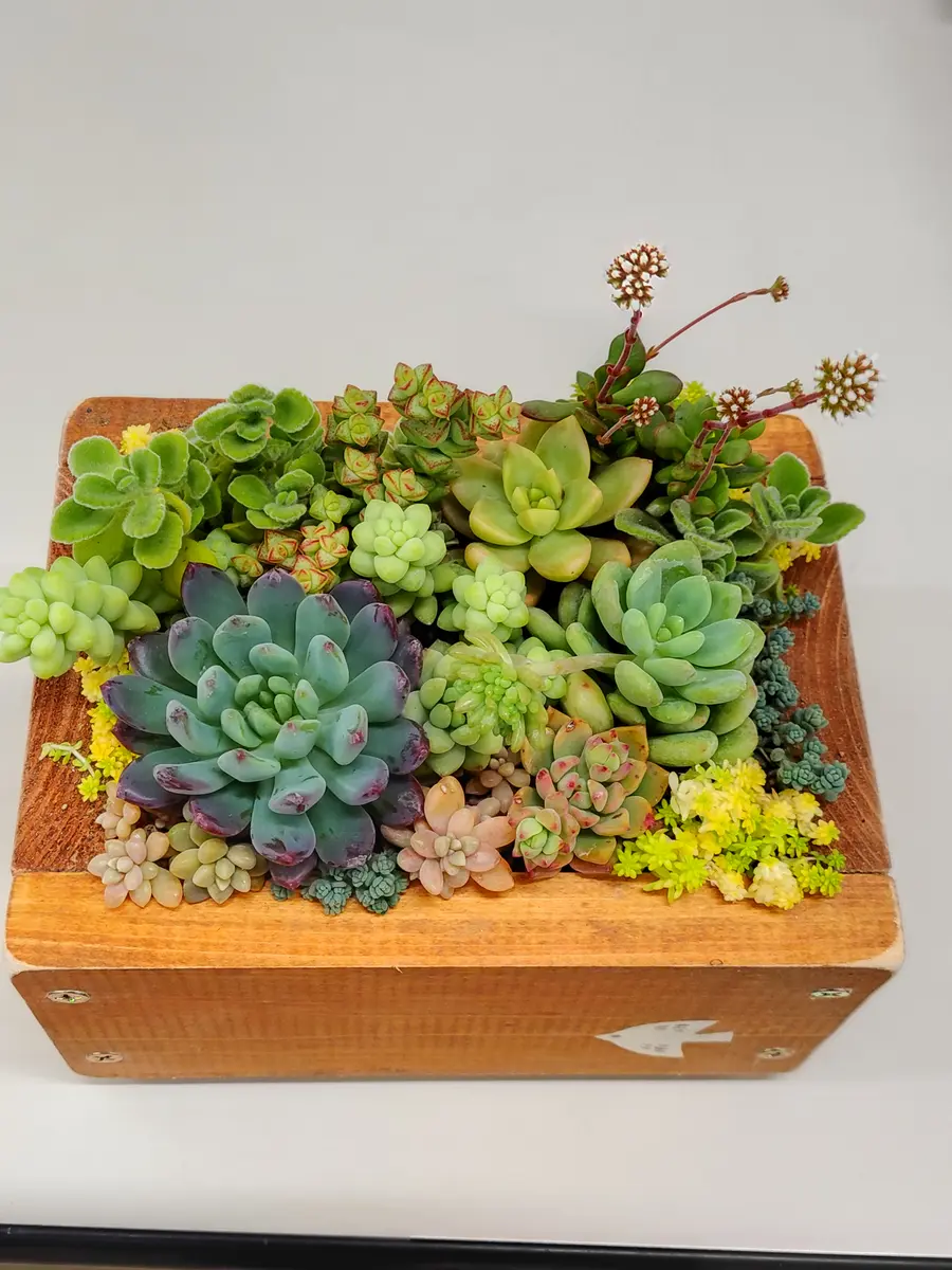 多肉植物のかわいい寄せ植え講座(平野純子先生)|園芸日記 多肉植物のかわいい寄せ植え講座(平野純子先生)|園芸日記