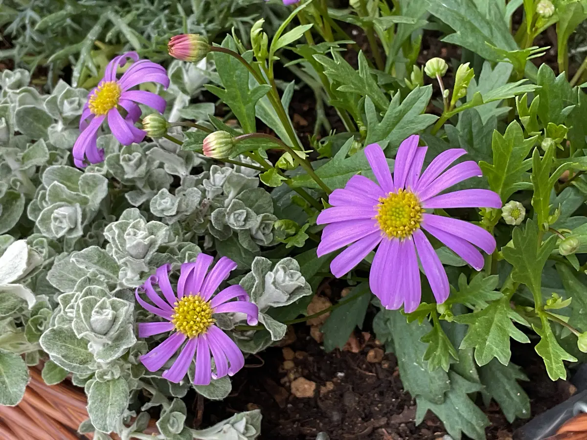 寄せ植え作りました❣️｜園芸日記byゆみ⭐︎ひまわり｜みんなの趣味の