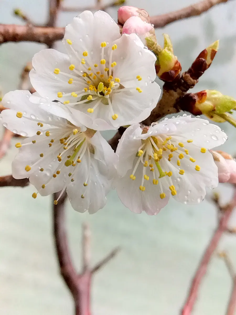 ぶたぶたさんさんの園芸日記-みんなの趣味の園芸