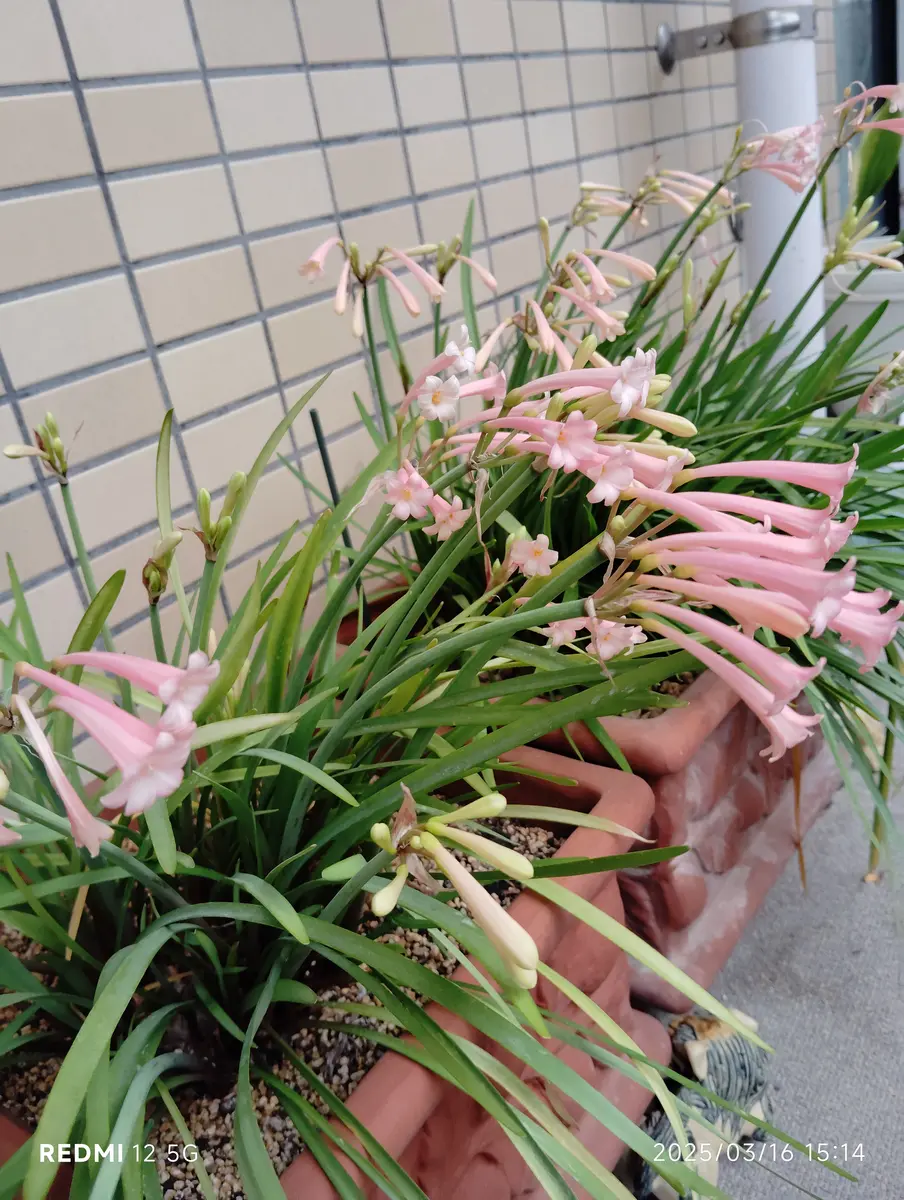 キルタンサス｜園芸日記bybellejo｜みんなの趣味の園芸｜1303162