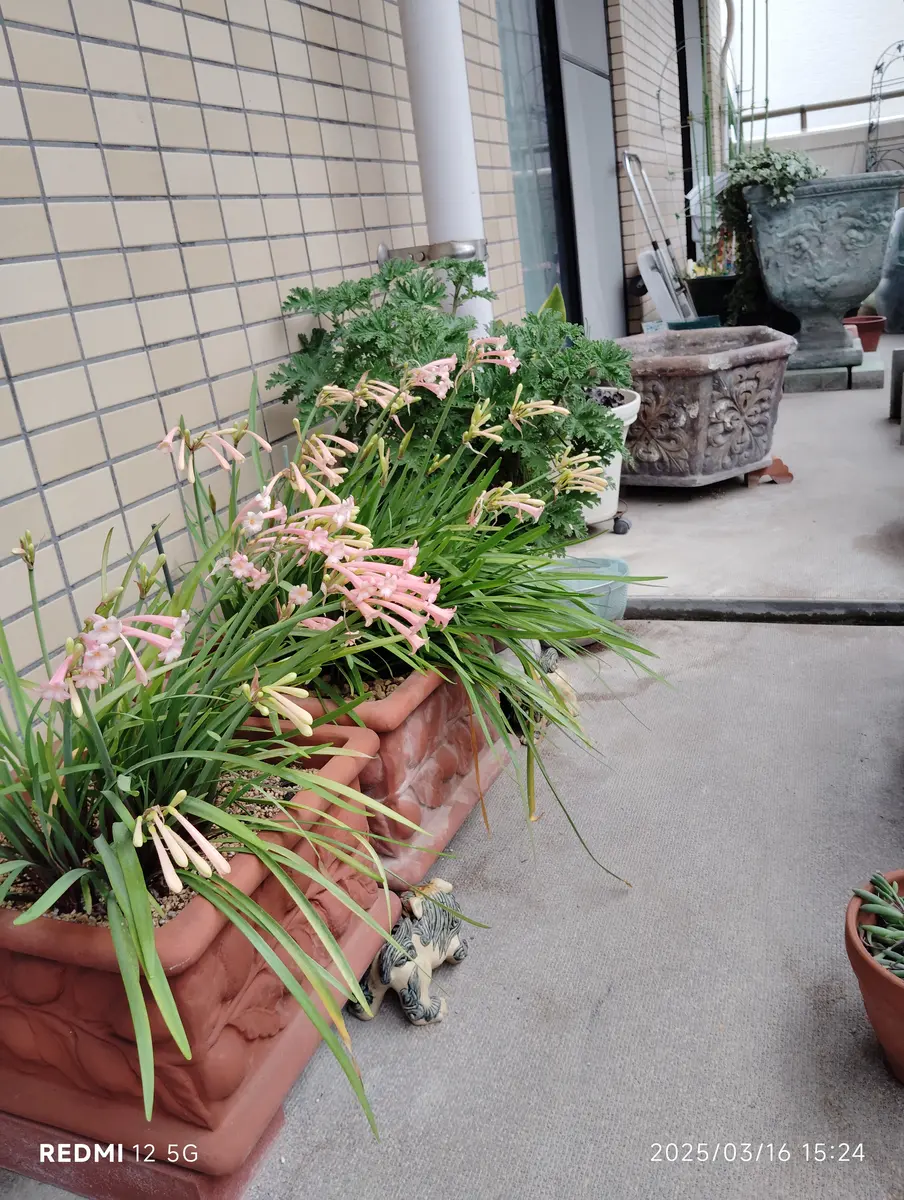キルタンサス｜園芸日記bybellejo｜みんなの趣味の園芸｜1303162
