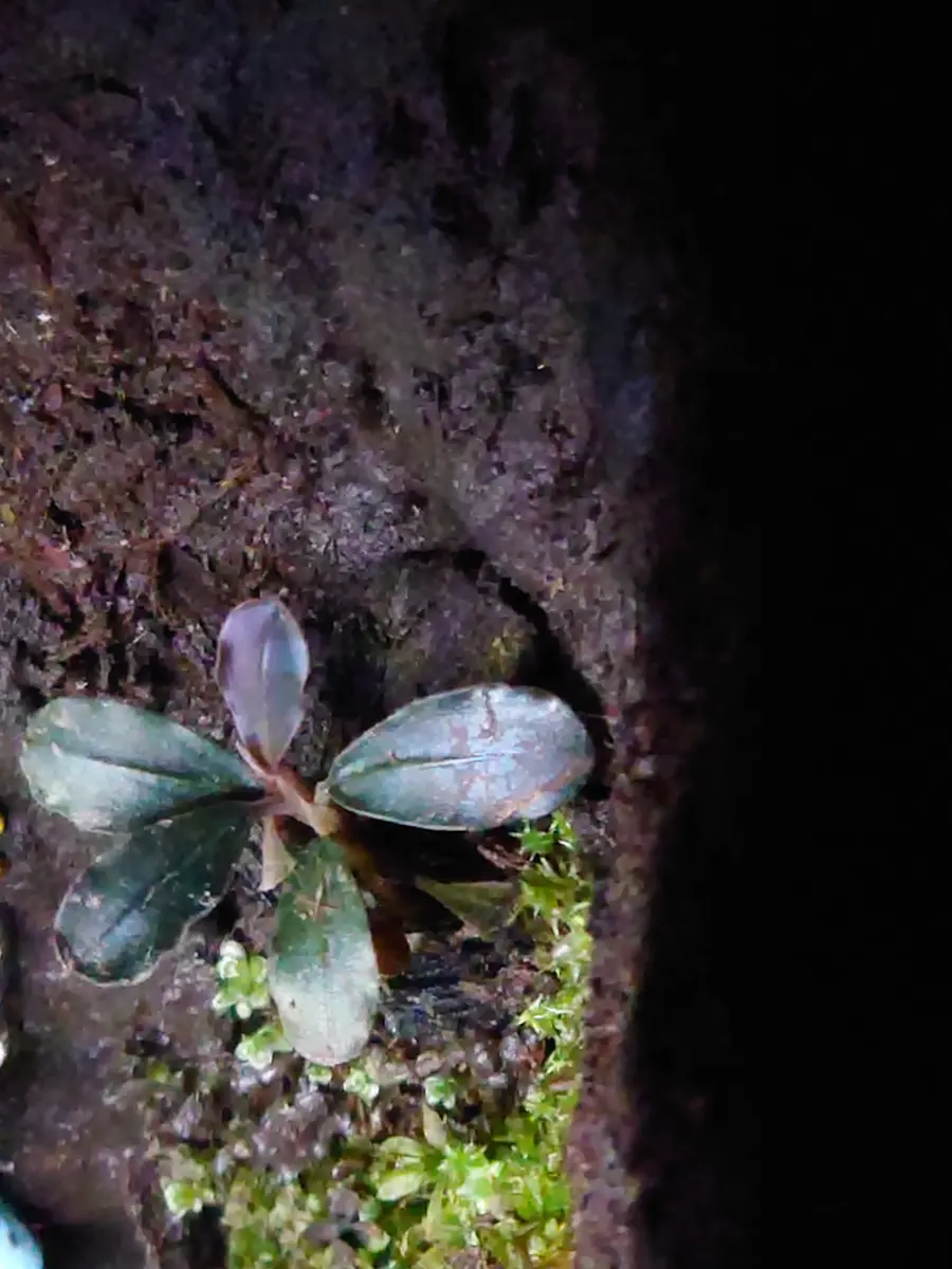 SatoさんBucephalandra SatoさんBucephalandra sato Bucephalandra sp. darkgrey sato