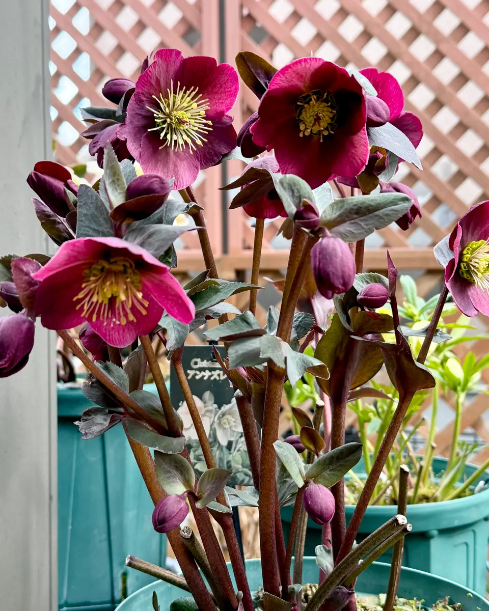 クリスマスローズ｢アンナズレッド｣｜園芸日記byDemy｜みんなの趣味の