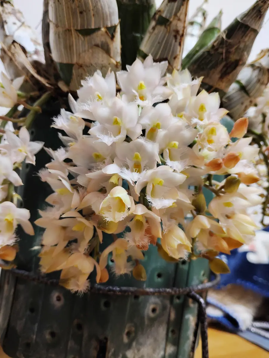 訳あり タケノコ蘭 Cyclodes Jumbo Freedom タケノコ蘭 - YouTube