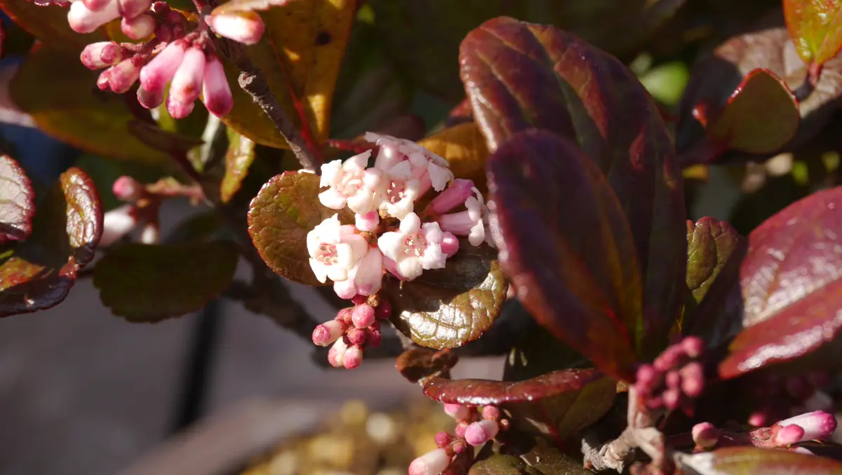 今年も元気いっぱい-胡麻樹(ゴモジュ)｜園芸日記byshinji70｜みんなの